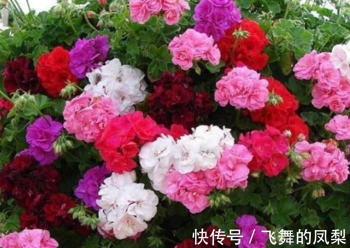 开花花|4种“好养花”,随便一养就爆盆,惹人喜爱,可全年循环开花