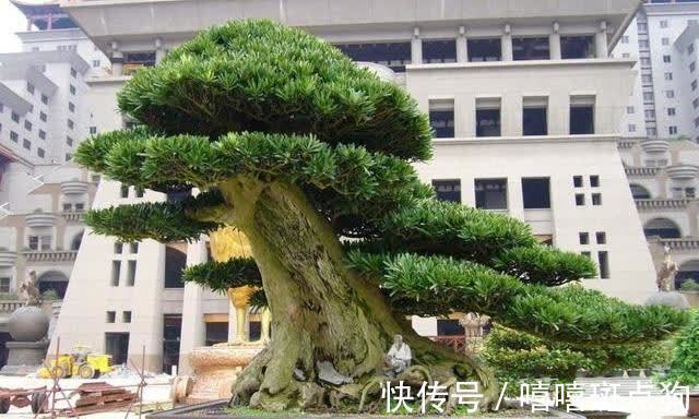 家里有院子，建议种一些能观赏的树，小投入，大收获，划算