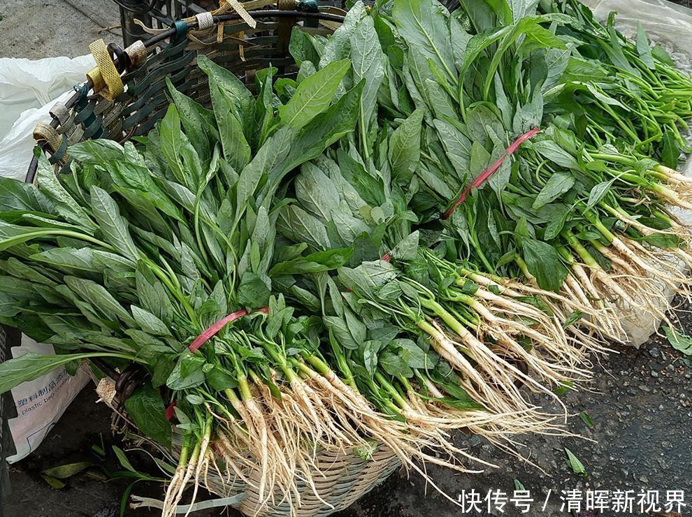喂猪|人称“长寿菜”,过去常用来喂猪,但含钙比菠菜高,见到记得摘点