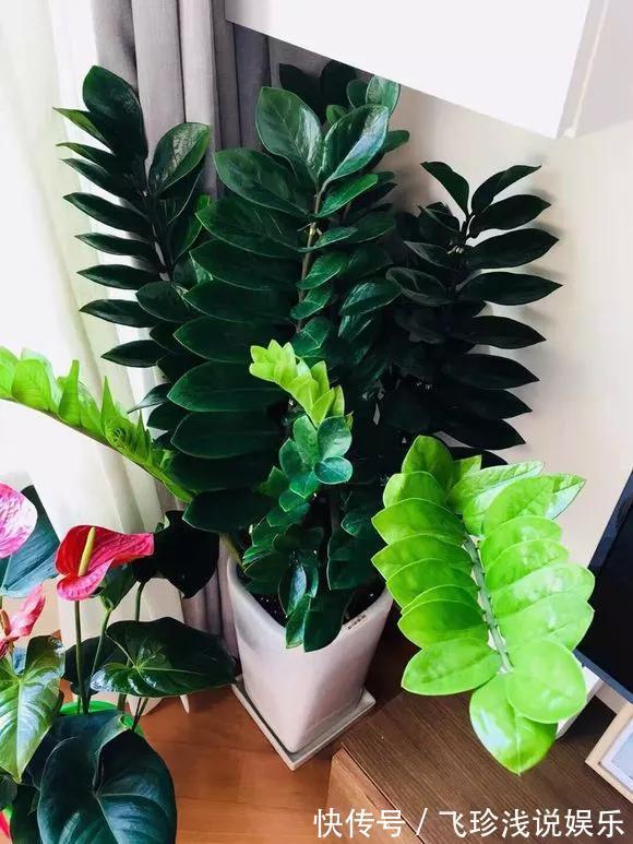 养花技巧:6种花须用小盆“挤着养”,控水好、长得旺!