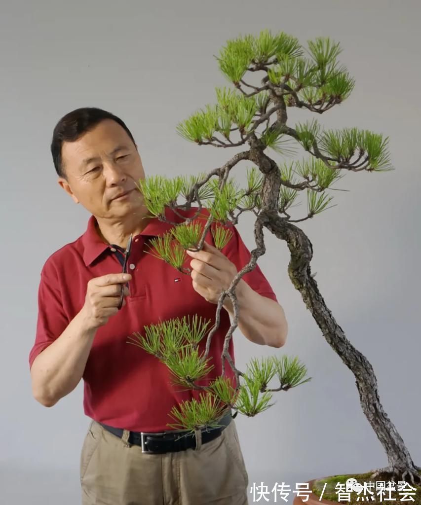 盆景@赵庆泉:请别叫我“大师”,我就是个“做盆景的”
