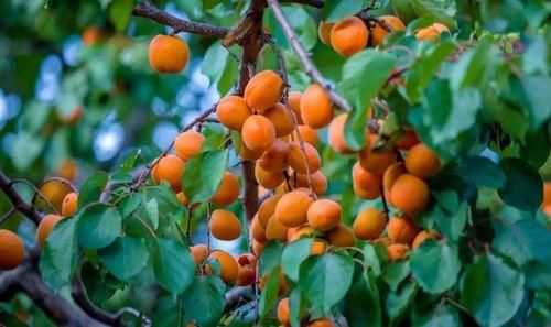 画堂春|《画堂春》22首:寒风总把老枝欺,栖乌何故声啼?