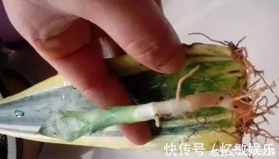 枝条|养花爱好者看过来这15种花现在“扦插”,生根快,一个周就长芽