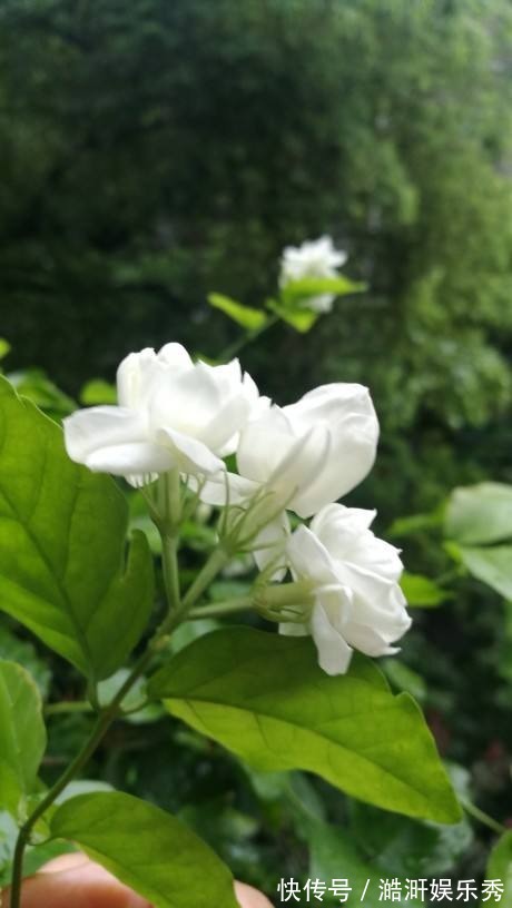 “3种花”有争议,有人说它不吉利,有人说它好寓意,你觉得呢?