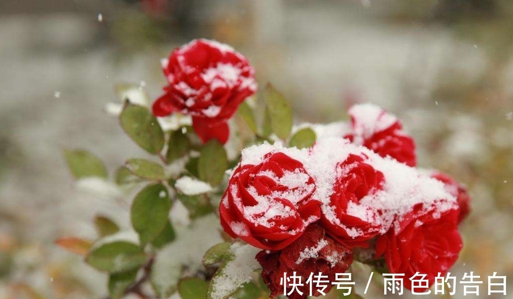 新手养花别考虑“三种”,养不活,开花想都别想