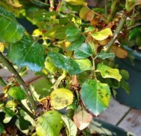  做好|养月季总有红蜘蛛，做好3件事，消灭无踪迹！