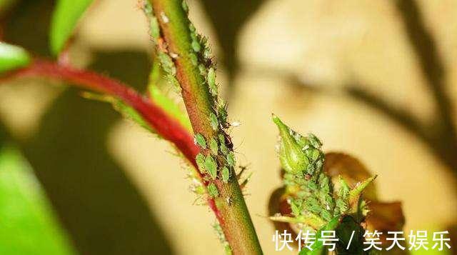 小花|月季冒出花蕾,却被“蚜虫”包围,学会这几招,1个月消灭病虫害