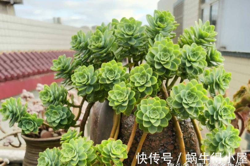 化妆|多肉薄化妆老桩怎么上盆?按这些步骤走起来,服盆后就会很美