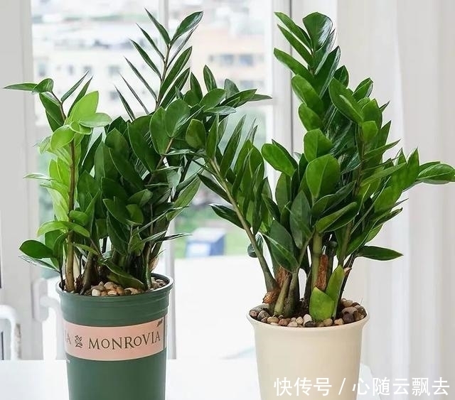 快过年了,6种“招财树”不能少,家里养几棵,招福又招财