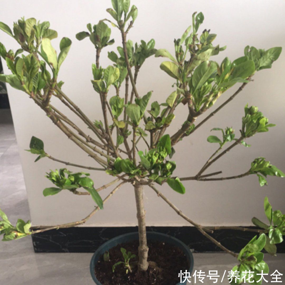 月季|养花“黑名单”实在太难养，心累