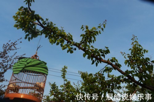 农民在自家院子里栽芍药,因为邻居的善意提醒,产生了心理障碍