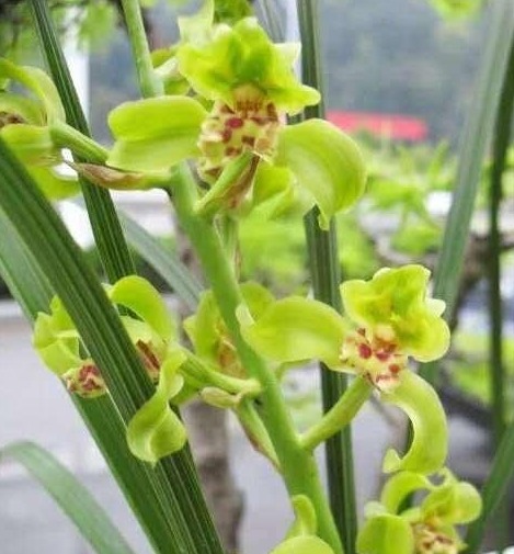 给兰花分盆,掌握一个“小原则”,不伤苗、服盆快、猛开花!