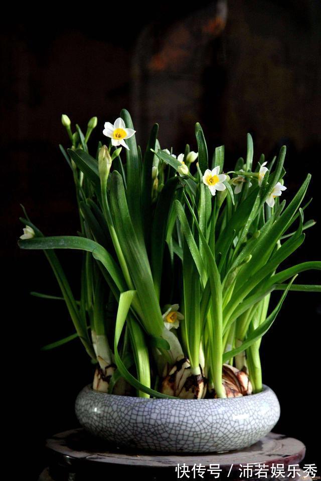 洋水仙|6种“有毒花”,连叶片都有毒,很多人家里都养了,看看你中招没