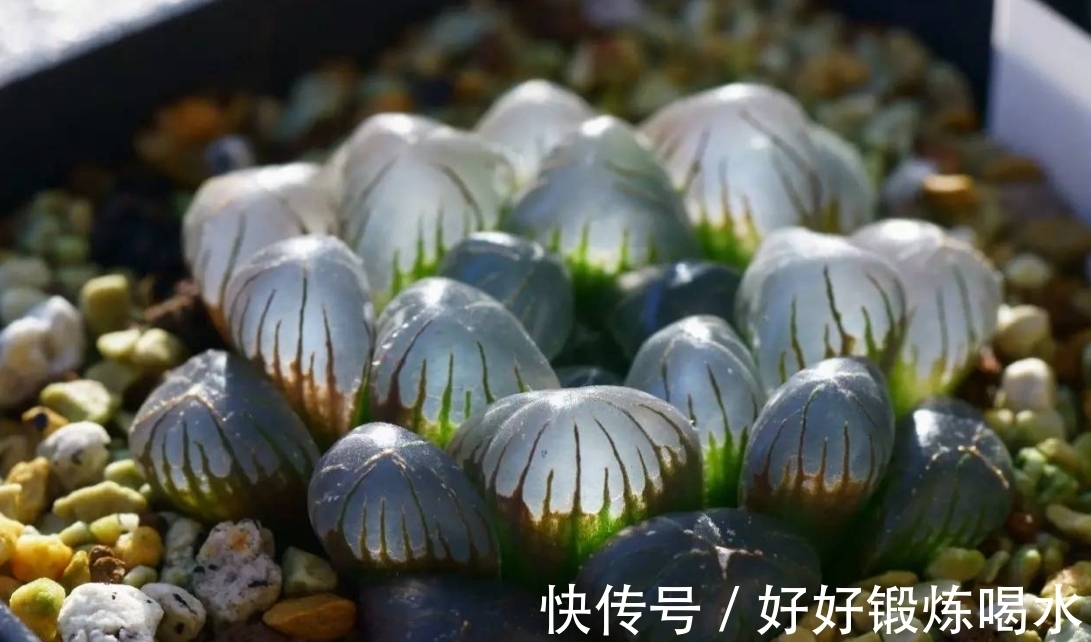 家养多肉,三种要不得,平时购买要谨慎