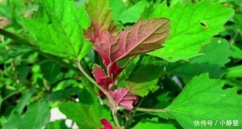 贫血|农村田间喂猪的野菜 能清热解毒 防贫血除口臭