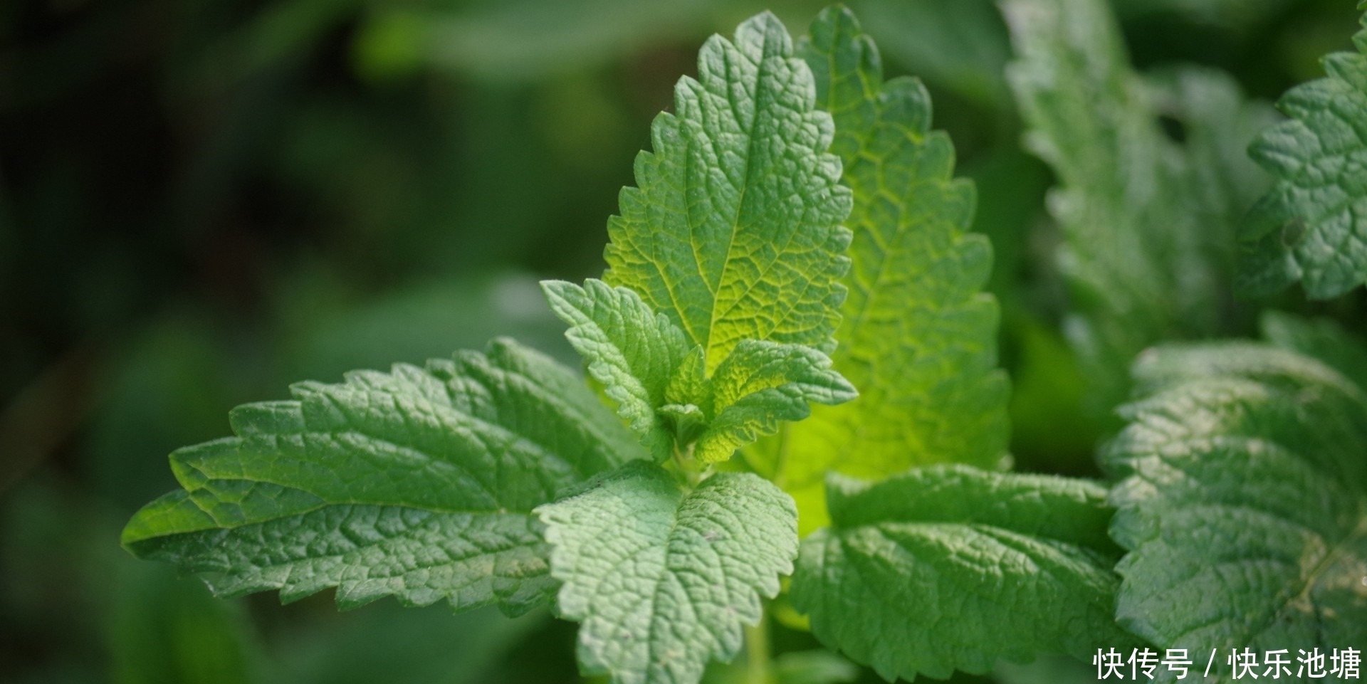 農(nóng)村這3種沒人要的野菜，聰明人卻把它們當(dāng)寶，你認(rèn)識(shí)幾種？