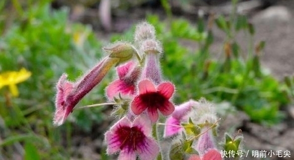 野草|这几种深山里的野草，当地的人称为“药王”，你认识吗？