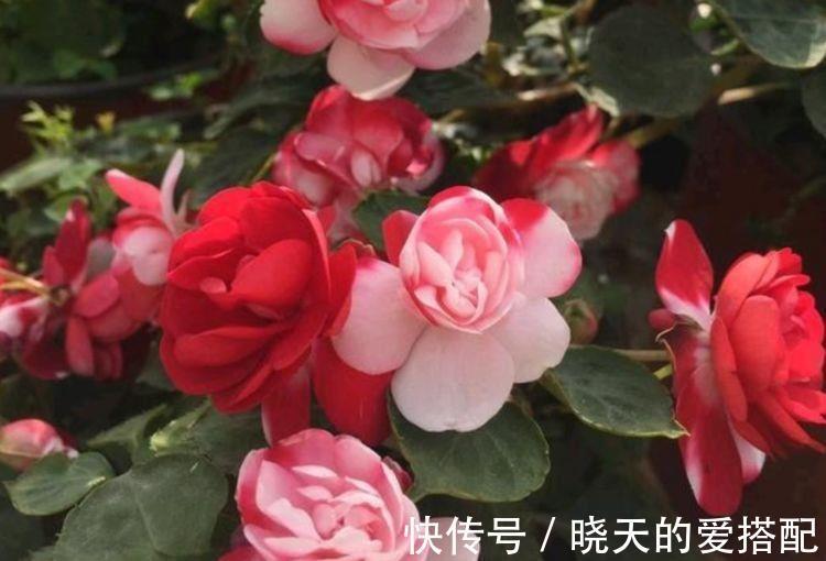 阳台族|农历7月2日开始，养花养个耐看的，花型奇特美丽，常年开花不断