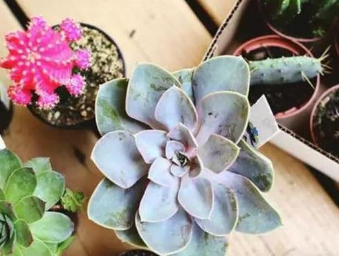 多肉植物|零技巧制作高颜值多肉组合
