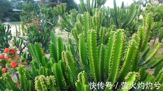 养花儿|以下2种花哪怕再丑也要养,不仅是家里的守护神,还能镇宅!