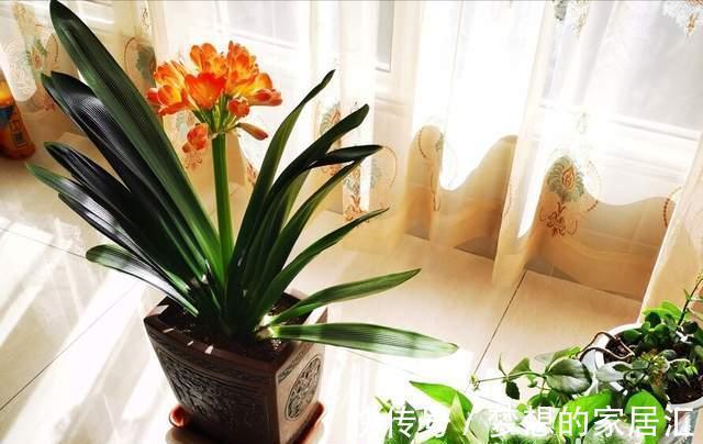 君子兰这样养，不黄叶不烂根，叶绿花艳，开花多