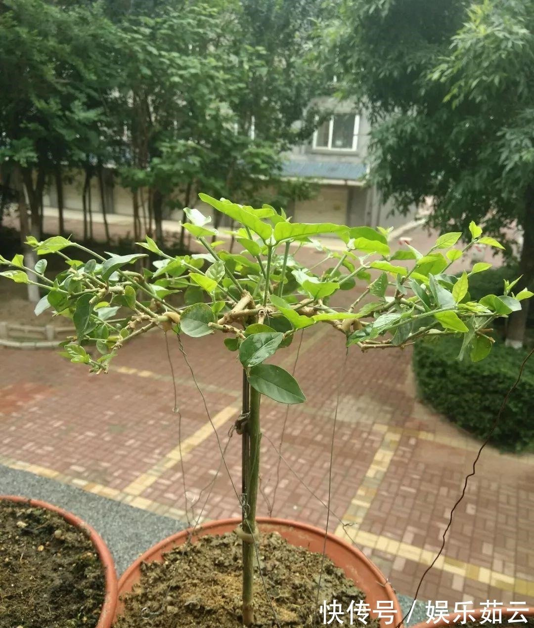 拉枝|茉莉狠心剪几刀,呼呼窜成3层塔,开花满树香味足