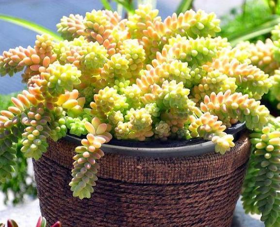 想要多肉瀑布就盆栽佛珠、紫玄月、玉缀，搁在窗台还能遮阴