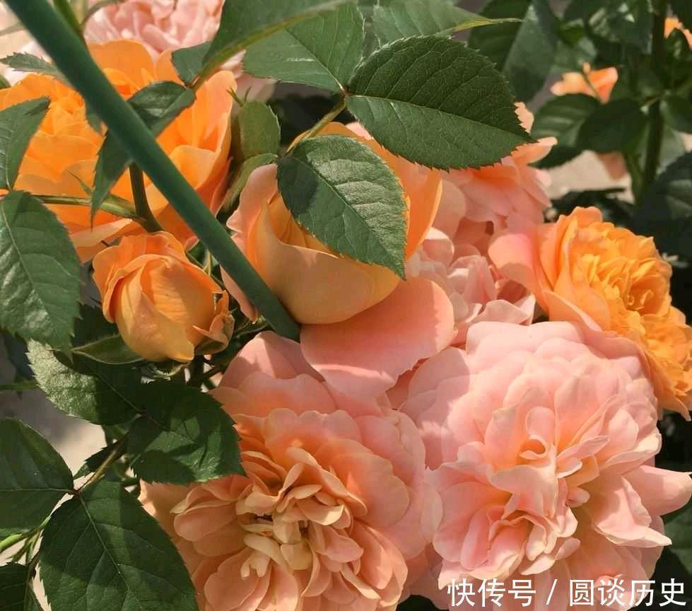 莫奈|月季中好养又美丽的“2种”，除了修剪施肥不用管，一直能开花