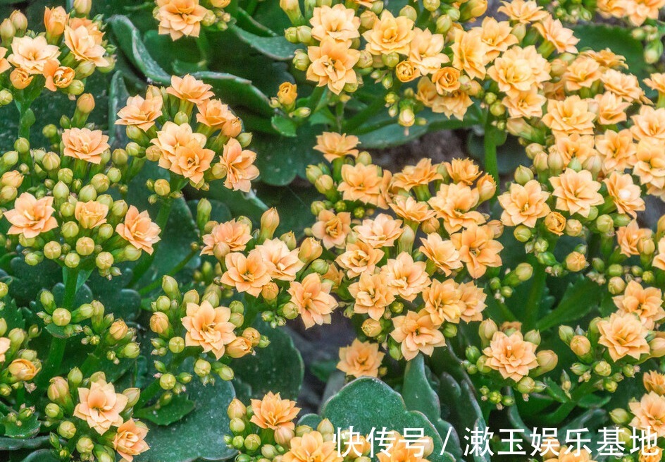 家有长寿花,心情愉悦,长寿花这么养四季开花