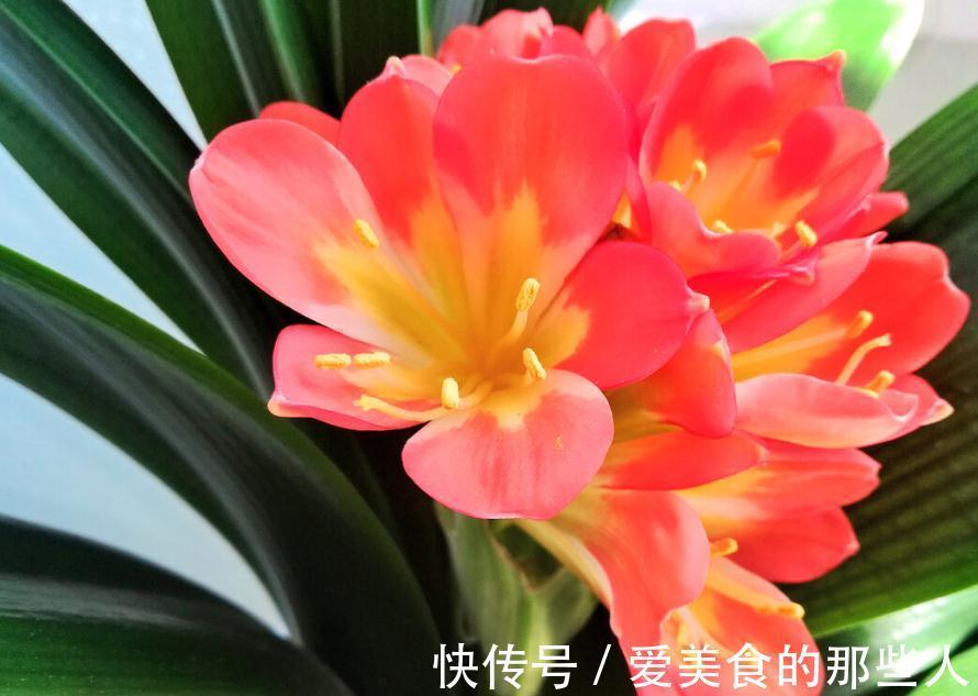 君子兰一般几月开花