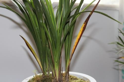 光照|家里花草容易“干尖”4个原因要知道,用3个方法能预防