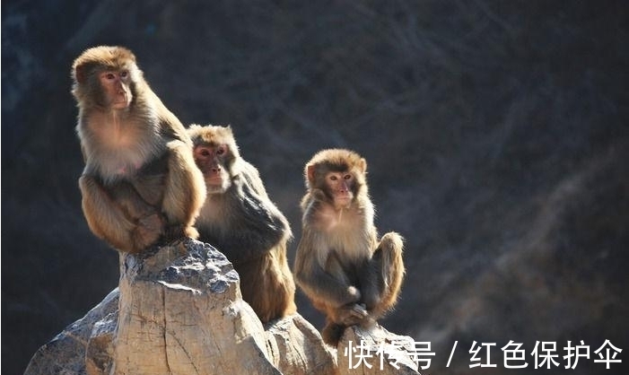 财神|15天内，这些生肖好运旺不停，财神进门，菩萨保佑