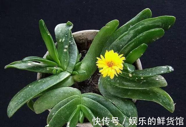 多肉长残的照片，看一次笑一次，根治各种抑郁