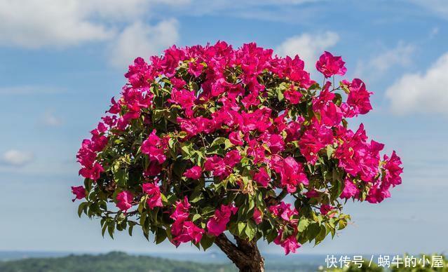 这几种花很漂亮,常年四季都开花,适合大部分人栽种