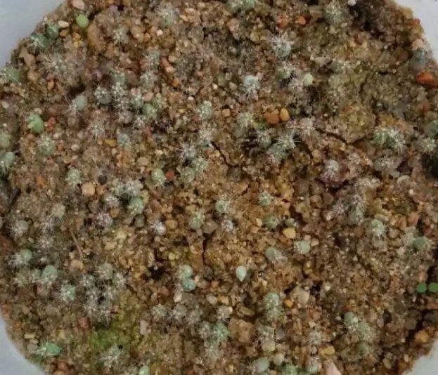 河沙才是养花万能土，家里的花，从不烂根、不黄叶