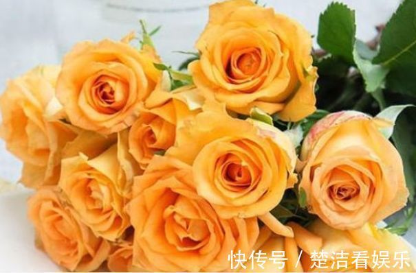 喜欢玫瑰，就养盆“高端品种”假日公主，花姿贵气，寓意美好