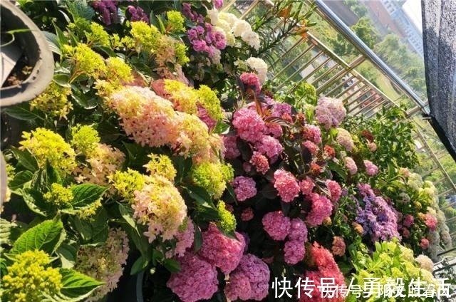 绣球花开花稀拉拉,一剪一补一遮,轻松爆成大花球!
