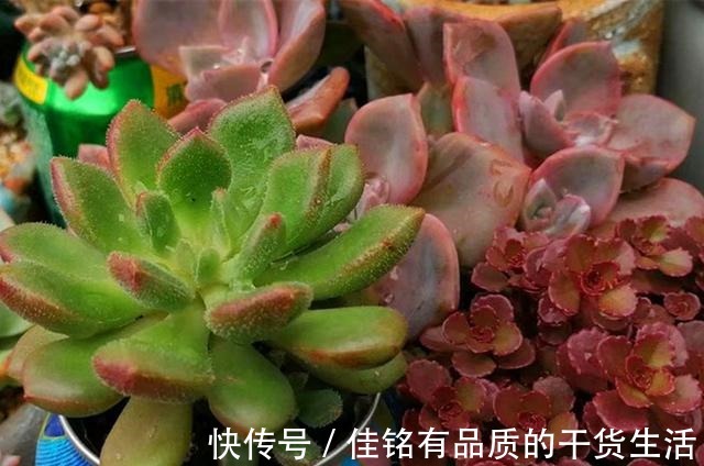 靠天吃饭多肉就会变美也不全是,有些多肉变美需要人工助力!