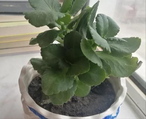 长寿花，几个月不见长大，需要施什么肥吗？