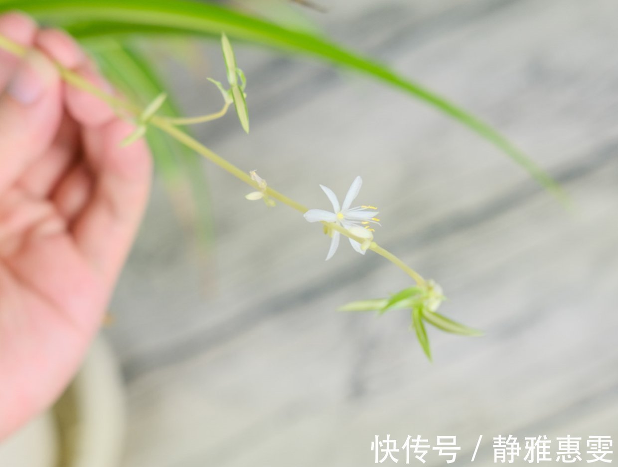 干枯|为什么吊兰总干尖?4个原因导致,对症下药好得快