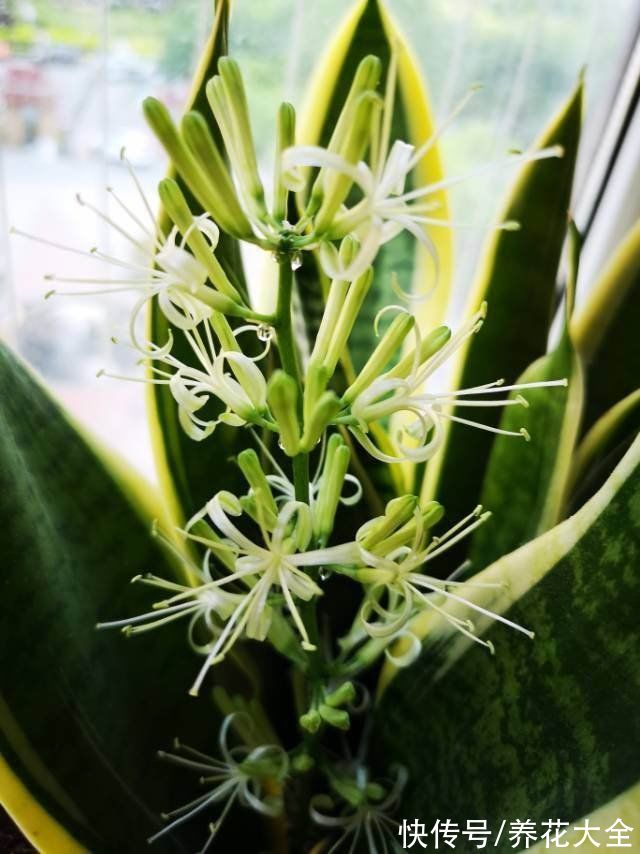 花花|家里养盆“杀菌花”，室内变“氧吧”，净化空气除异味