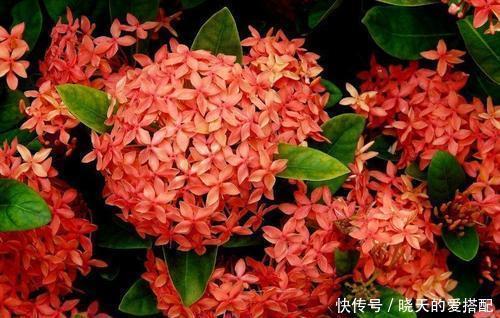 有花赏|4种漂亮花,家里养几盆,一年到头有花赏,香味浓郁!