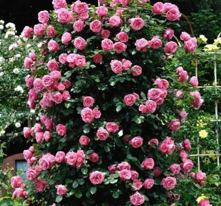 月季要死掉了怎么办,用这些方法可以挽救