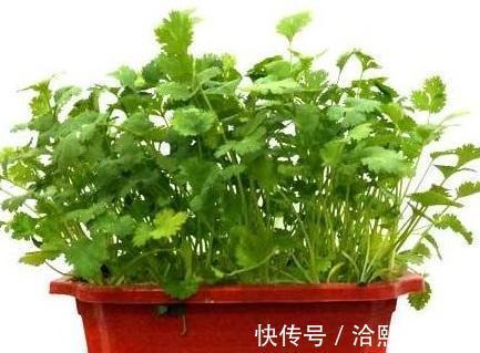 种菜|阳台种菜不用种子，菜根切下来埋盆里，生长周期短，新芽长得快