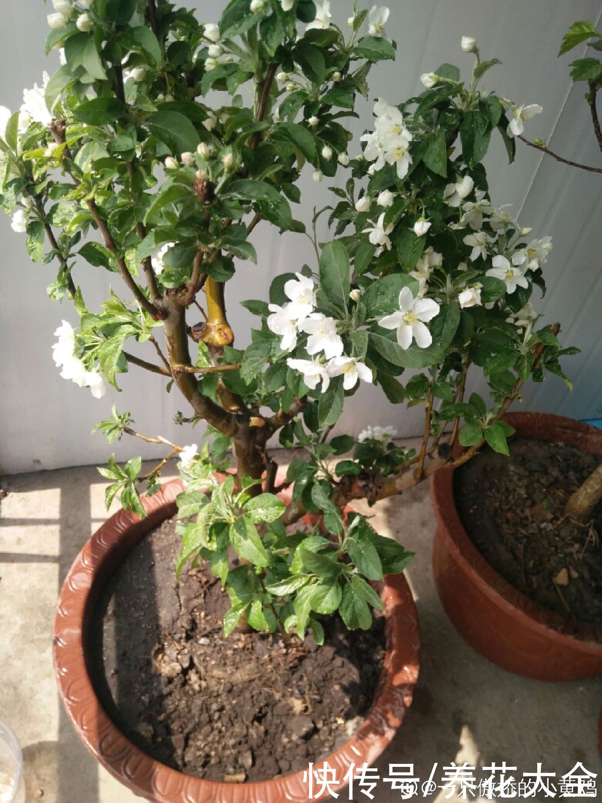 修剪|1棵苹果树,学会这6步,变成“高级”盆景