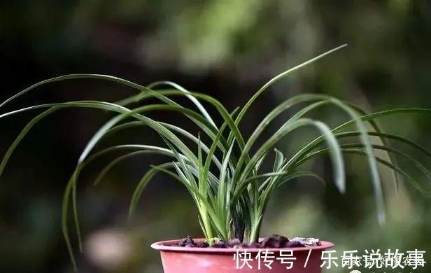 兰花养不好，主要是这5个原因，做好这几点，叶片葱绿花苞多