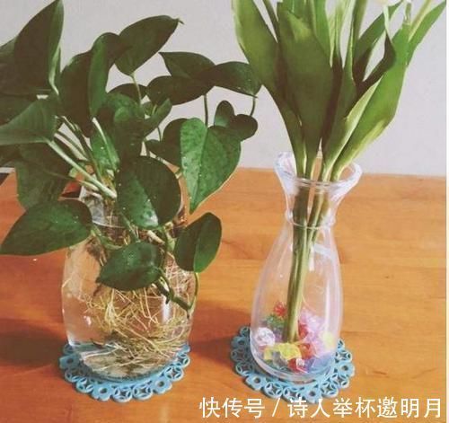 矿泉水瓶|家里的小瓶、小罐别扔了，拿来养花，真是太养眼了！