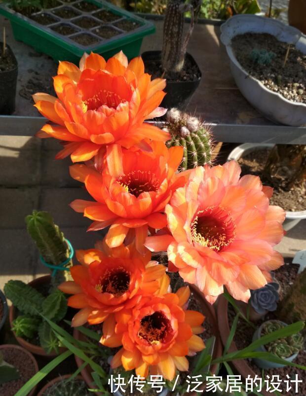 白醋|养花浇水放个小药片，比施肥还管用，猛开花，不黄叶