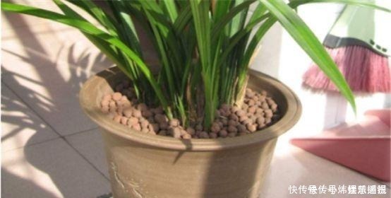 兰花|兰花总是烂根叶黄土里加1样东西,让兰花根壮叶绿