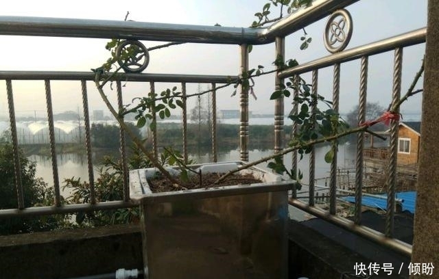 老爸从不给月季浇水,月季照样开爆盆,还非常美丽